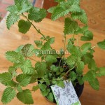 Bibit Lemon Balm BumiHerbal