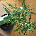 Bibit Lenglengan BumiHerbal