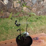 Bibit Leunca BumiHerbal