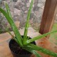 Manfaat Lidah Buaya dan Efek Sampingnya