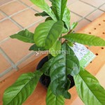 Bibit Maja BumiHerbal