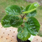 Bibit Mangkokan BumiHerbal