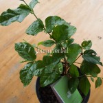 Bibit Melati BumiHerbal