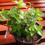 Bibit Mint BumiHerbal