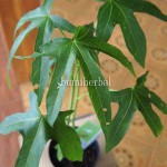 Bibit Mustajab BumiHerbal