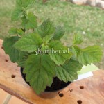 Bibit Nilam BumiHerbal