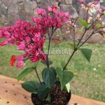 Bibit Nona Makan Sirih BumiHerbal