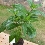 Bibit Orang Aring BumiHerbal