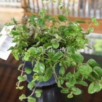 Bibit Oregano BumiHerbal