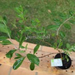 Bibit Pacar Kuku BumiHerbal