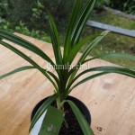 Bibit Pandan Wangi BumiHerbal