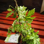 Bibit Pare BumiHerbal