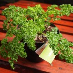 Bibit Parsley BumiHerbal