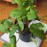 Bibit Pegagan BumiHerbal