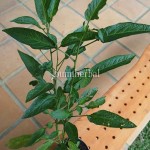 Bibit Pepino Hijau BumiHerbal
