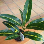 Bibit Puring BumiHerbal