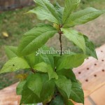 Bibit Singawalang BumiHerbal