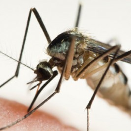 Kenali Penyebab Malaria