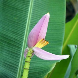Untuk Kesehatan, Coba Jantung Pisang
