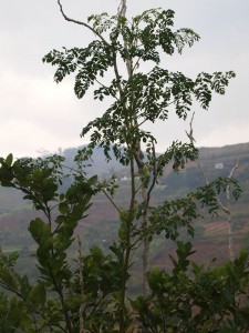 Daun Kelor Bumi Herbal