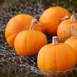 Perbedaan Labu Parang Kuning dan Kabocha