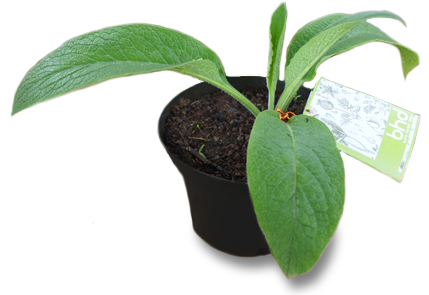 Bibit Herbal